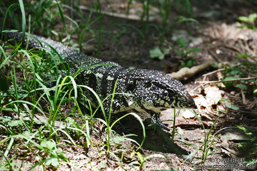 Tejú (tupinambis) lizard seen along the Caminho do Bem-te-vi below the Sugar Loaf (Pão de Açúcar)