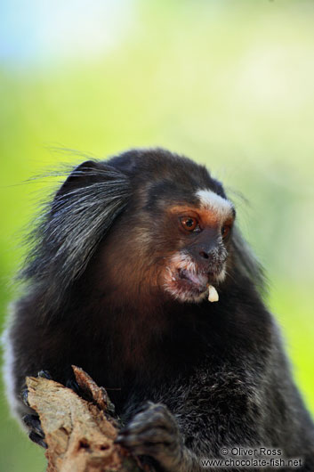 Sagüi (tamarin) monkey seen along the Caminho do Bem-te-vi below the Sugar Loaf (Pão de Açúcar)