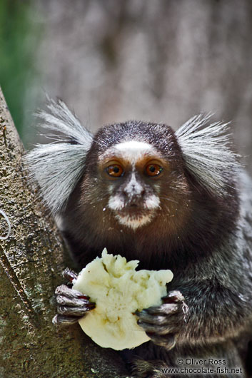 Sagüi (tamarin) monkey eating a banana on the Caminho do Bem-te-vi below the Sugar Loaf (Pão de Açúcar)