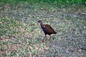 Travel photography:Bird in Rio´s Botanical Garden, Brazil