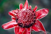 Travel photography:Bromelia flower in Rio´s Botanical Garden, Brazil