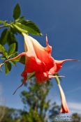 Travel photography:Flower in the Botanical Garden in Rio, Brazil