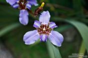 Travel photography:Flower in Rio´s Botanical Garden, Brazil