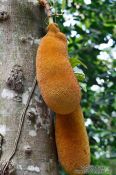 Travel photography:A jackfruit or jaca (Artocarpus heterophyllus) in the Botanical Garden in Rio, Brazil