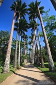 Travel photography:Avenue of Royal palms (Roystonea) in Rio´s Botanical Garden, Brazil