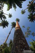 Travel photography:Tall Royal palms (Roystonea) within Rio´s Botanical Garden, Brazil