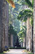 Travel photography:Avenue of Royal palms (Roystonea) within Rio´s Botanical Garden, Brazil