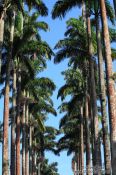 Travel photography:Royal palms (Roystonea) within Rio´s Botanical Garden, Brazil