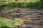 Travel photography:Water plants in a pond in Rio´s Botanical Garden, Brazil
