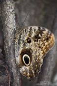 Travel photography:Big blue butterfly in a park in Rio, Brazil