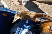 Travel photography:Quati (coati) animal scavenging through rubbish on top of the Corcovado in Rio de Janeiro, Brazil