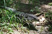 Travel photography:Tejú (tupinambis) lizard seen along the Caminho do Bem-te-vi below the Sugar Loaf (Pão de Açúcar), Brazil