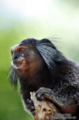 Travel photography:Sagüi (tamarin) monkey seen along the Caminho do Bem-te-vi below the Sugar Loaf (Pão de Açúcar), Brazil