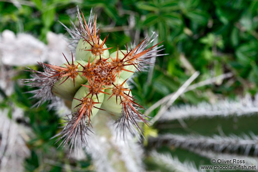 Cactus near Arraial-do-Cabo