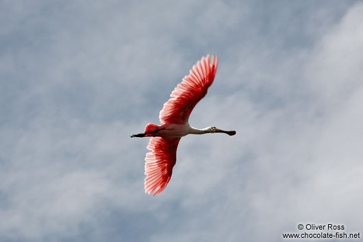 A roseate spoonbill (colhereiro) near Cabo Frio