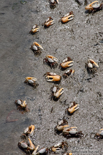 Crabs on a beach near Cabo Frio