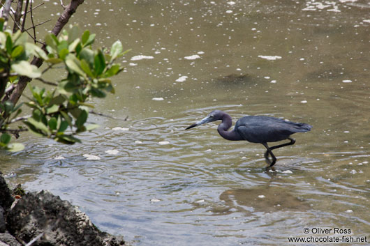 A heron looking for prey near Cabo Frio