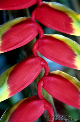 Heliconia pendula plant in Parati