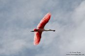 Travel photography:A roseate spoonbill (colhereiro) near Cabo Frio, Brazil