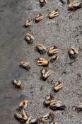 Travel photography:Crabs on a beach near Cabo Frio, Brazil