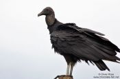 Travel photography:Vulture near Cabo Frio, Brazil