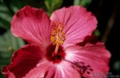 Travel photography:Hibiscus flower close-up in Ouro Preto, Brazil
