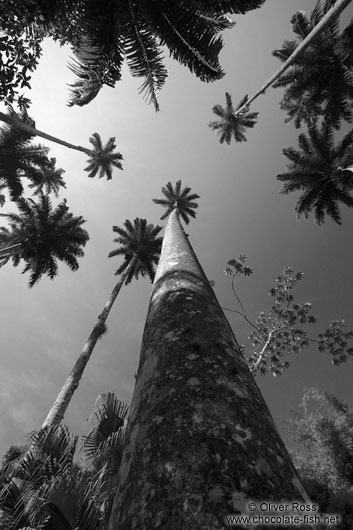 Royal palms (Roystonea) in the Botanical Garden in Rio de Janeiro