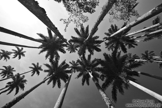 Royal palms (Roystonea) in the Botanical Garden in Rio de Janeiro