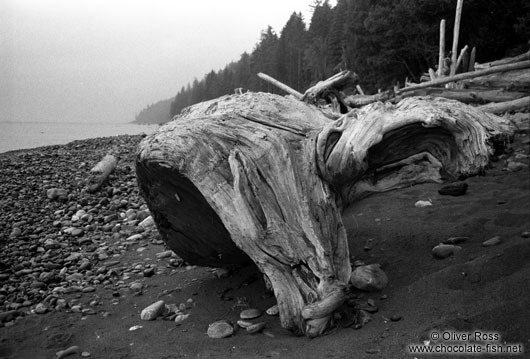 Tree trunk washed up on a beach on Vancouver Island
