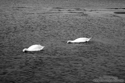 Two swans