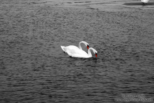 Tinted black and white image of two swans
