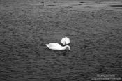 Travel photography:Two swans, Germany