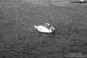 Travel photography:Tinted black and white image of two swans, Germany