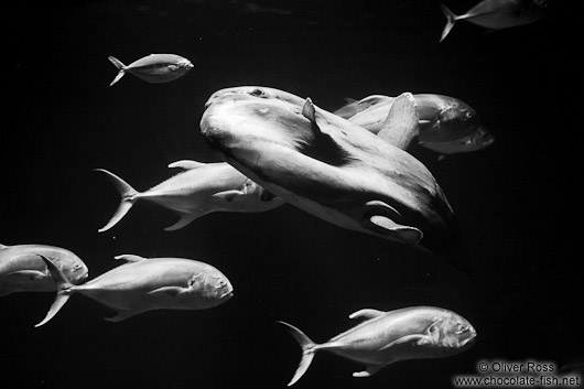 A moonfish in the Valencia Aquarium