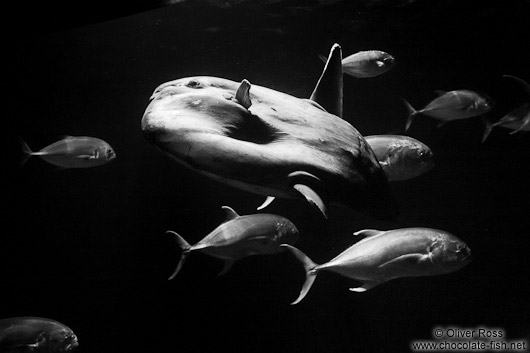 A moonfish in the Valencia Aquarium