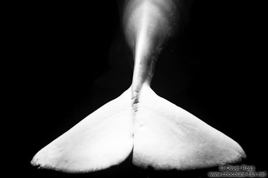 The tail fin of a Beluga Whale in the Valencia Aquarium 