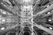 Travel photography:Barcelona Sagrada Familia ceilling, Spain