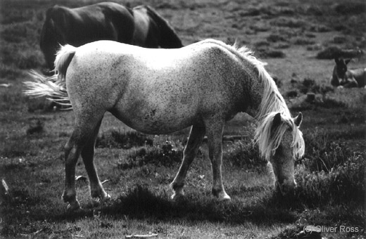 New Forest Pony