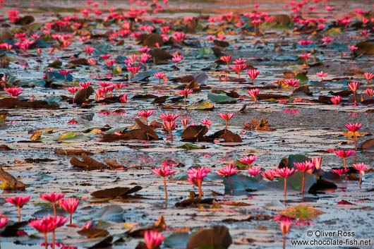 Water lilies in Angkor Wat 