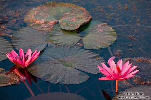 Water lilies in Angkor Wat 