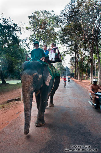 Elephants walk through Angkor Thom