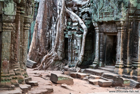 Ta Prom temple with giant tree roots