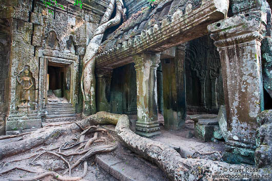 Giant tree roots have reclaimed most of Ta Prom 