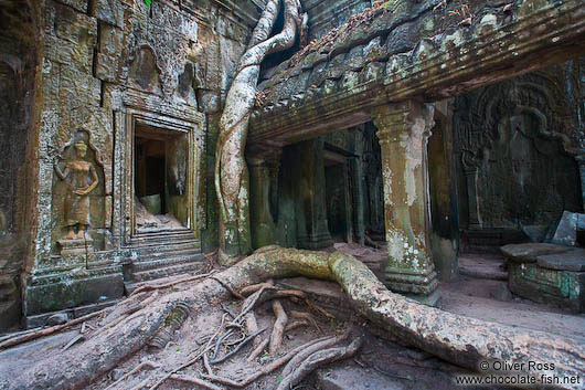 Giant roots of a fig tree at Ta Prom temple