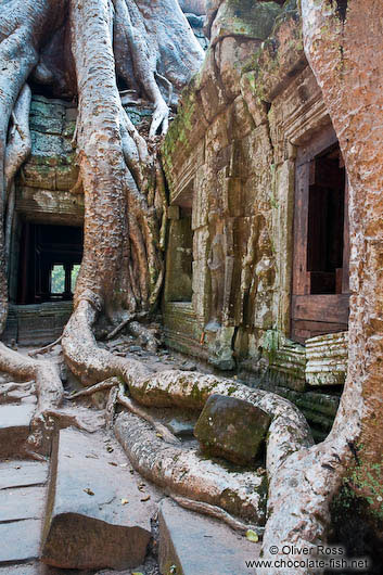 Roots of a large fig tree at Ta Prom 