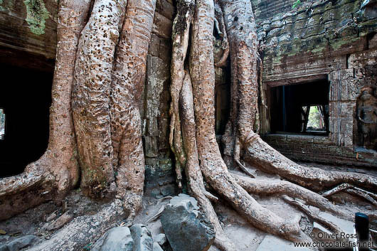Roots of a large fig tree reclaiming Ta Prom temple
