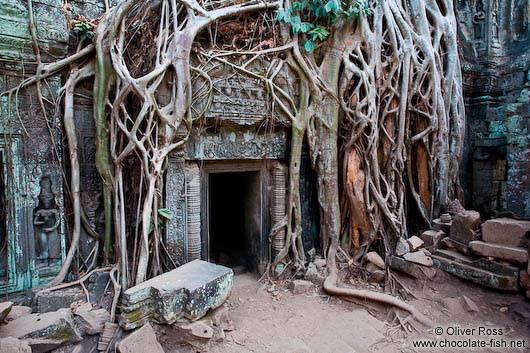 A mesh of tree roots cover this door at Ta Prom 