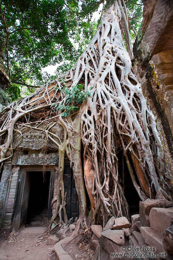 A mesh of tree roots cover this door at Ta Prom 