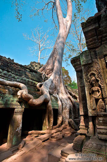 Large fig tree at Ta Prom 