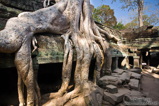 Giant tree roots at Ta Prom 